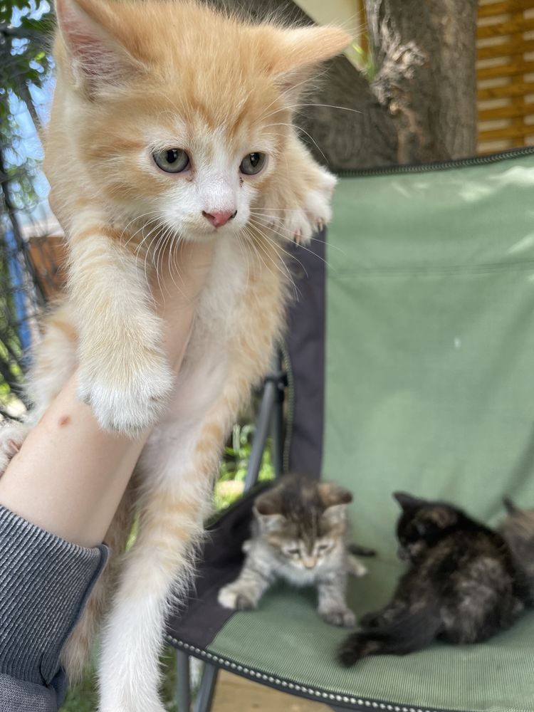 Котята в добрые руки