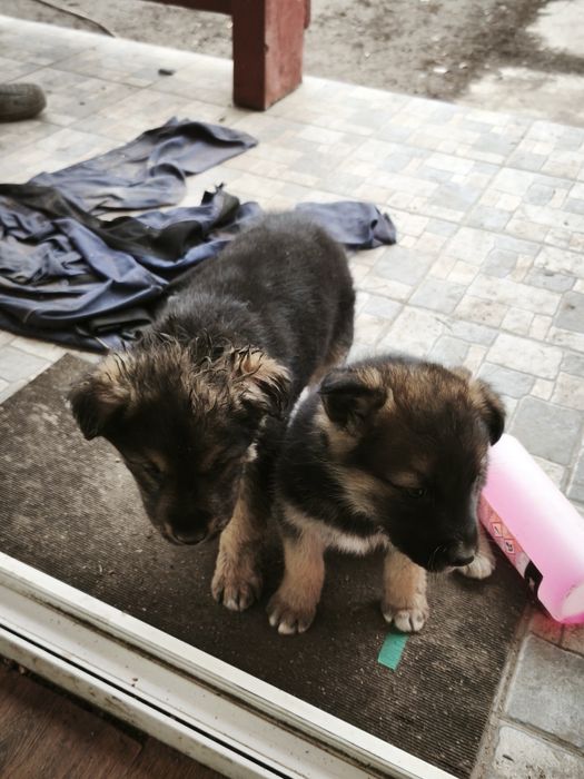 Donez căței  unu sau amândoi .