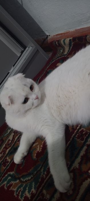 Qiz mushuk sotiladi kelishamiz