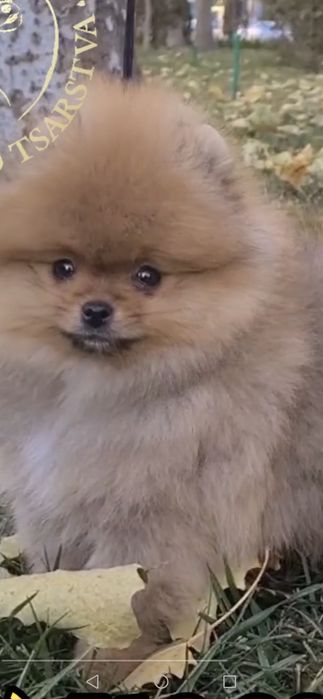 Продаётся шикарный померанский шпиц-плюшка.