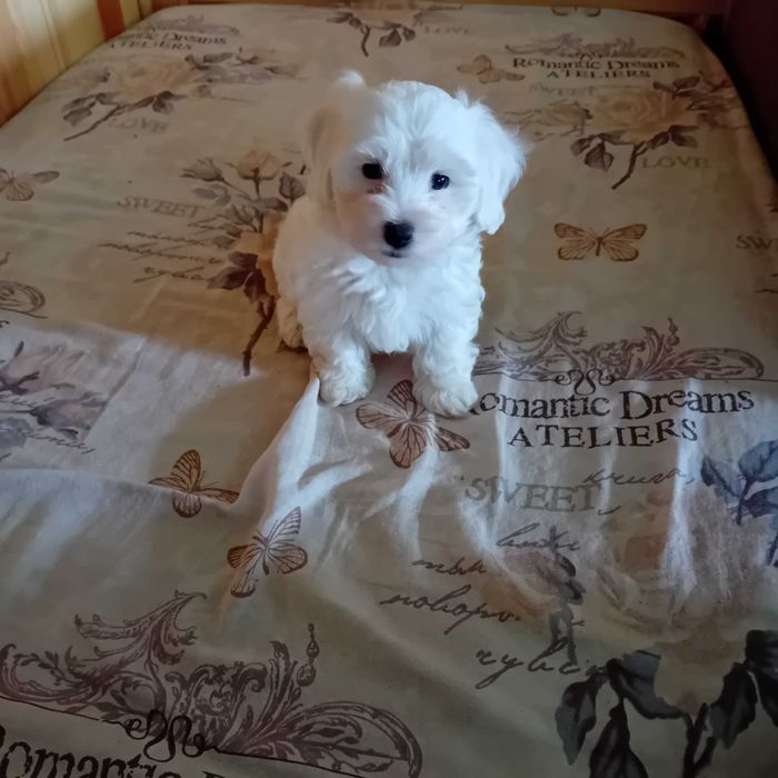 Малтийска болонка