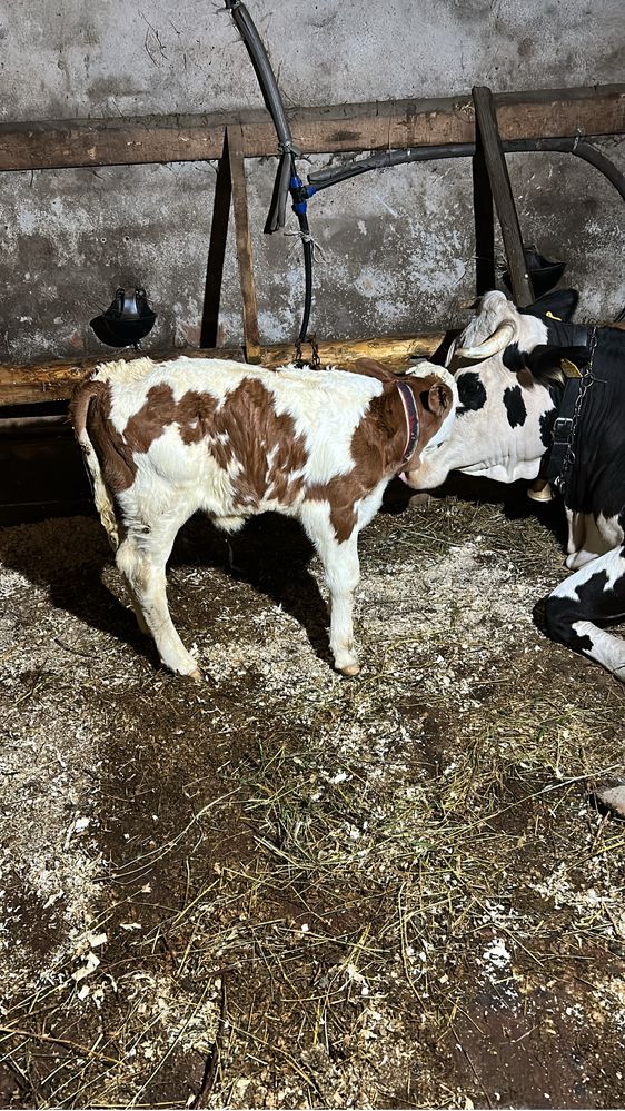 Vand vaca cu vitel , buna de tinut , cuminte !
