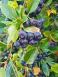 Aronia fructe naturale