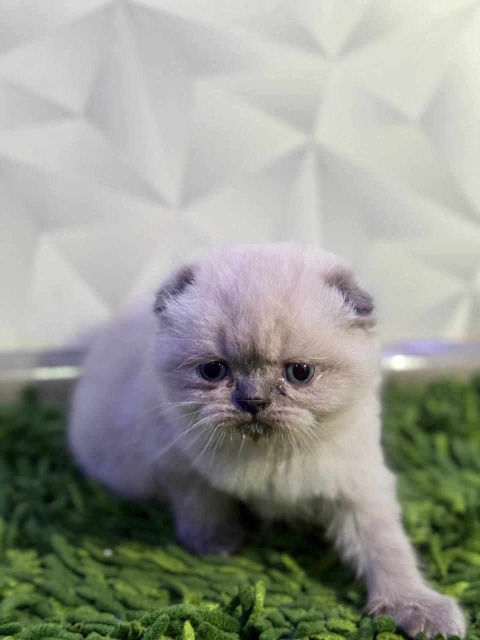 Скоттиш фолд чистопородные