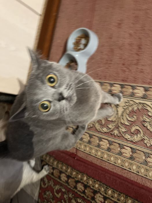 Отдам кошечку с котенком