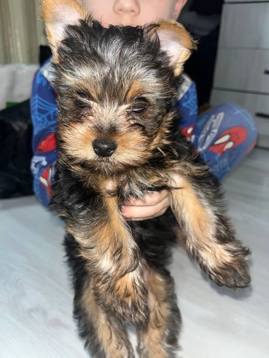 Продается Йоркширский терьер