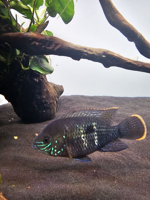 Ciclide Americane
Detalii în privat !