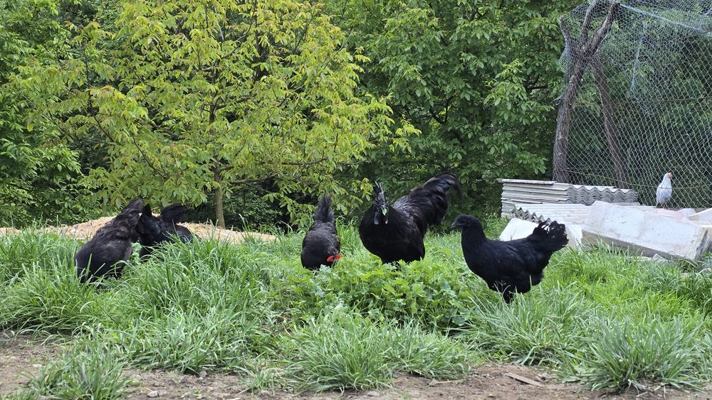 Pereche Ayam Cemani