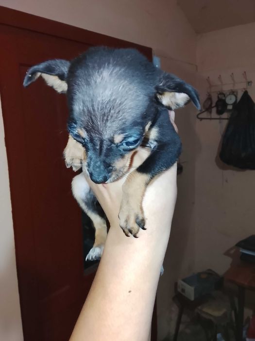 Здравейте, продавам тези две сладки пинчерчета