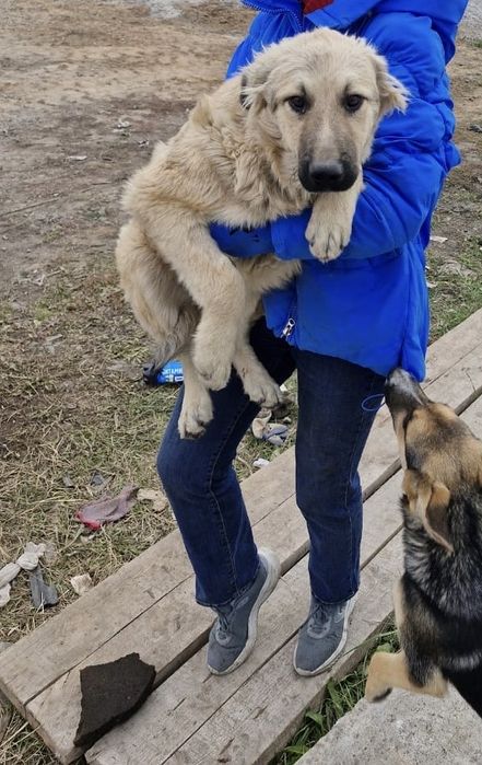 щенок в доьрые руки