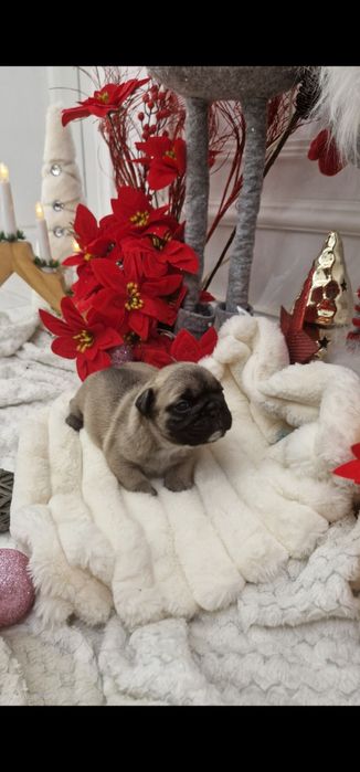 Bulldog Francez Fawn Sable