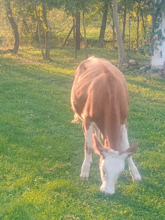 Junincă de vânzare