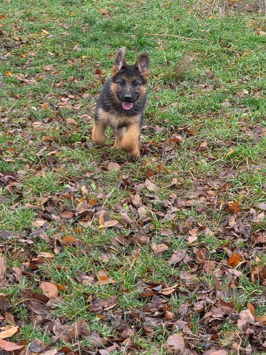 Cățelușa Ciobănesc german, pedigree