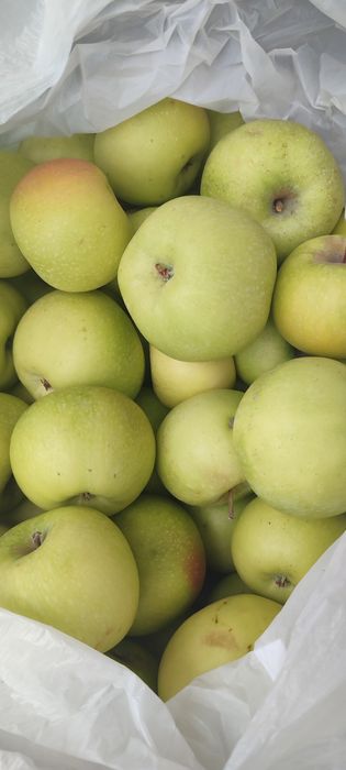 Продам домашние яблоки зимний сорт, при правильном хранении сохраняютс