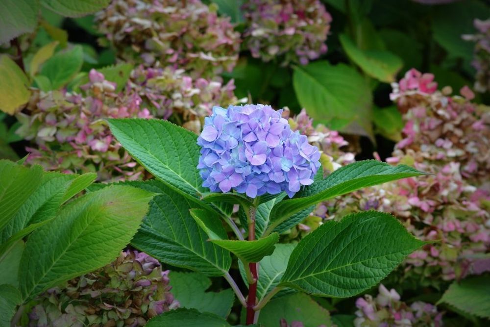Hortensie pom și tufa de grădină