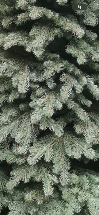 Brad din silicon bogat 2,30 m  si 1.20 m latime jos.