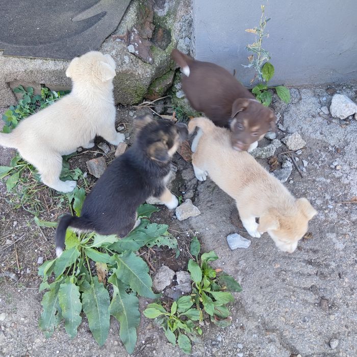 Cățeluși pentru adopție
