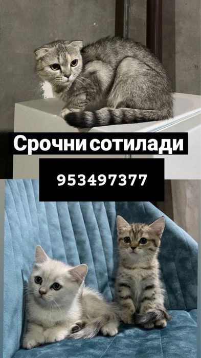 Mushuklarimiz Srochna sotiladi hamasi zotdor