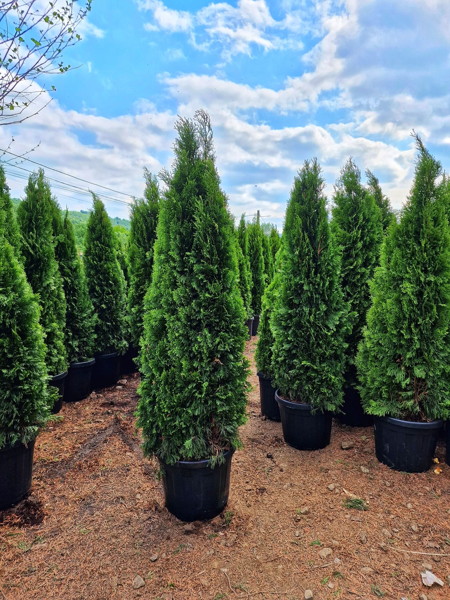 Vand tuia la ghiveci, occidentalis columnaris, smaragd, leylandii etc