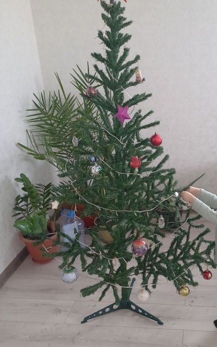 Елка новогодняя без игрушек.