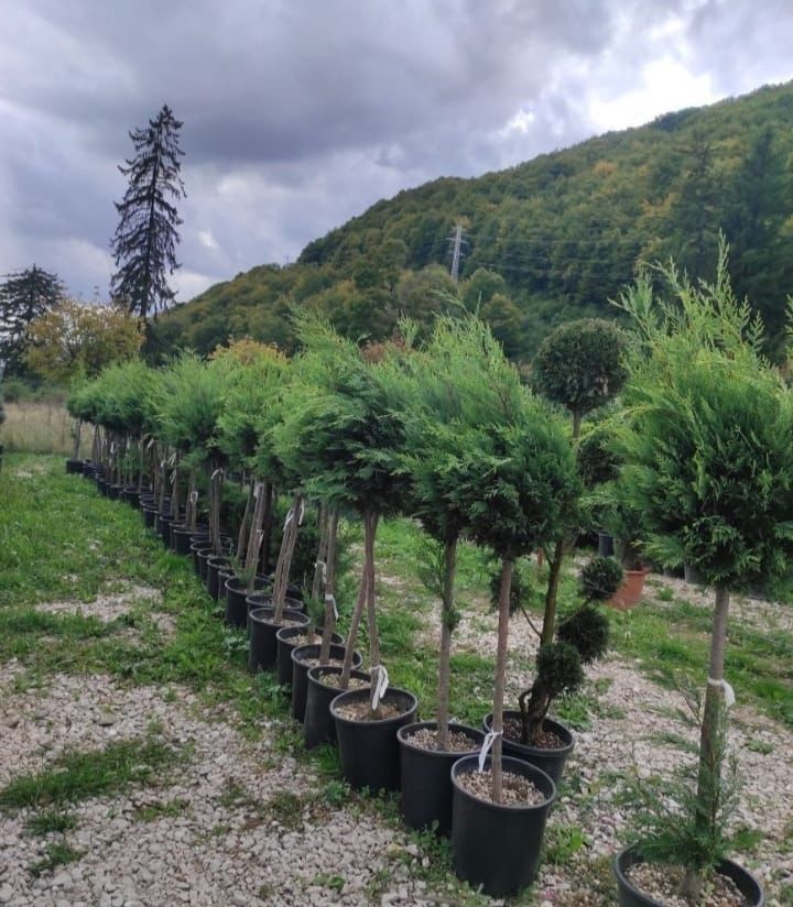 Vand tuia(thuja) leylandii