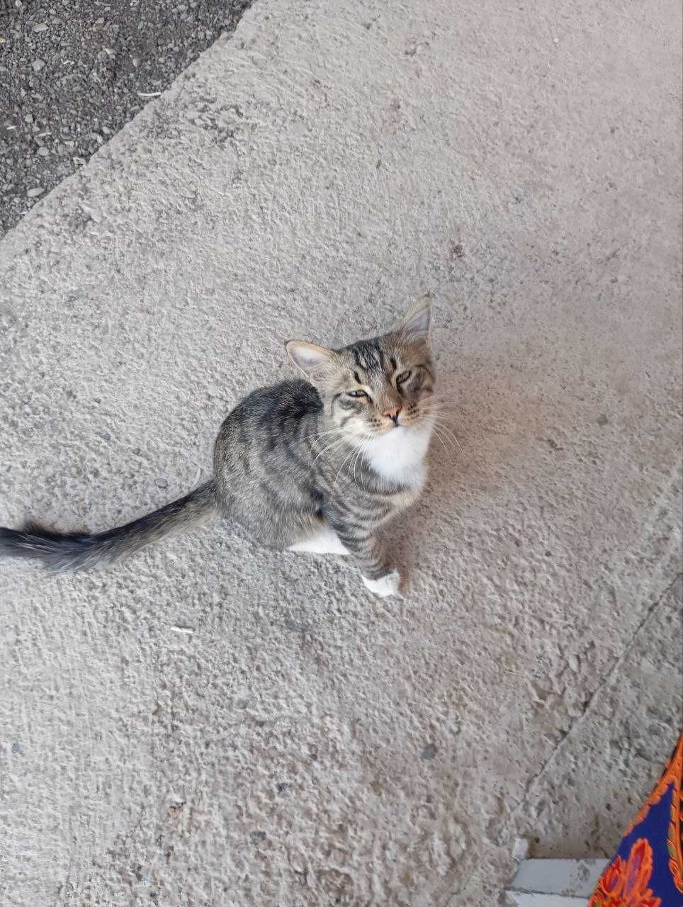 Отдам котика в добрые руки