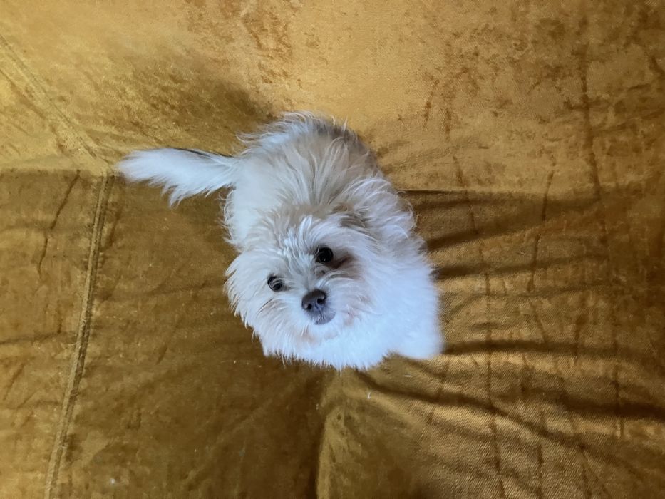 Cățeluş bichon maltez