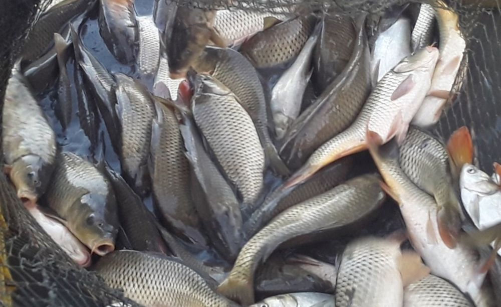 Baliq bor боқиш учун Баликлар балиқ рыби Даставка бор  УЗБ бўйлаб