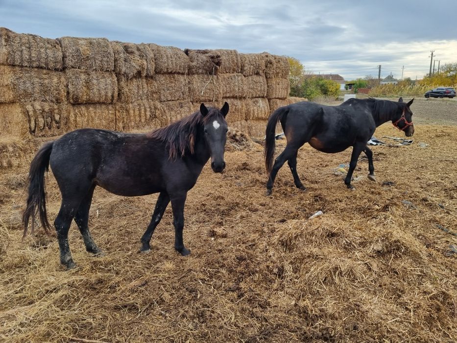 Vând sau schimb manză