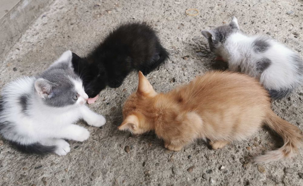 Pisic spre adoptie