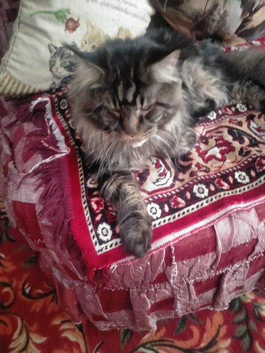 Продам кота Мейнкуны возраст 2 года не кастрирован.