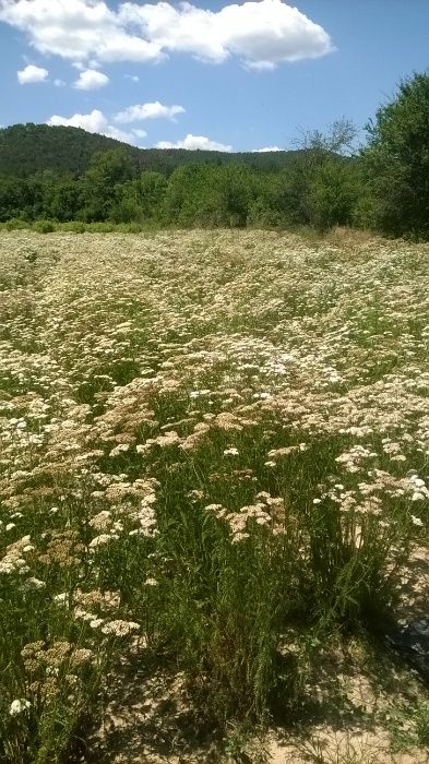 етерични масла на дребно по цени на едро