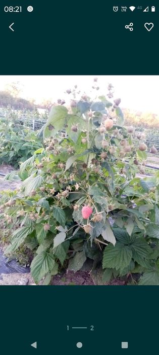 Vand butași  zmeura polka remontant