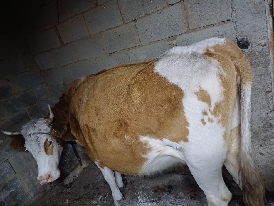 Продам скот             и