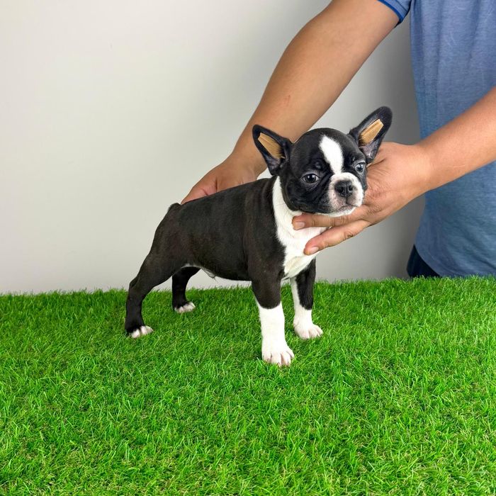 Pui Boston Terrier cu pedigree caută familie iubitoare