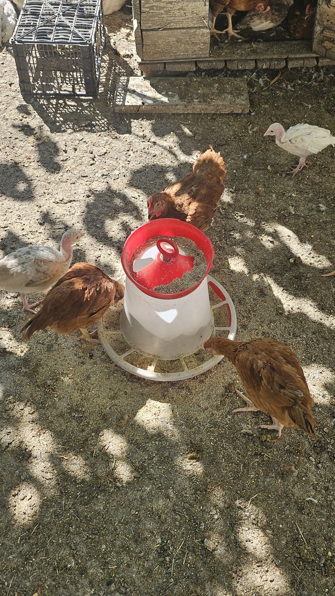Vând pui de găină / curcani