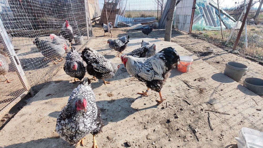 Ouă pt incubat wyandotte argintiu