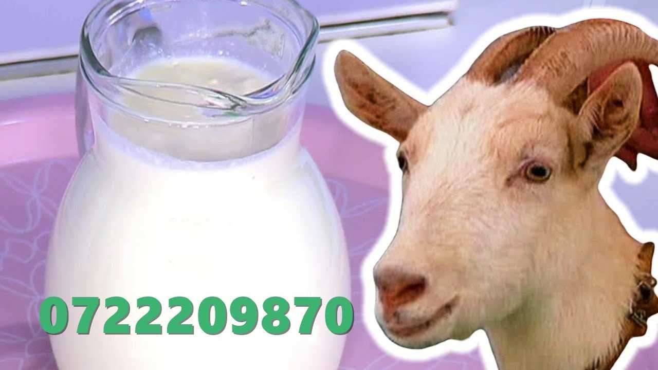 lapte capra proaspat direct de la ferma