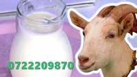 lapte capra proaspat direct de la ferma