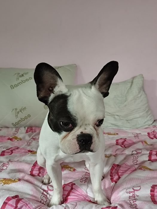 Мъжки  Френски булдог