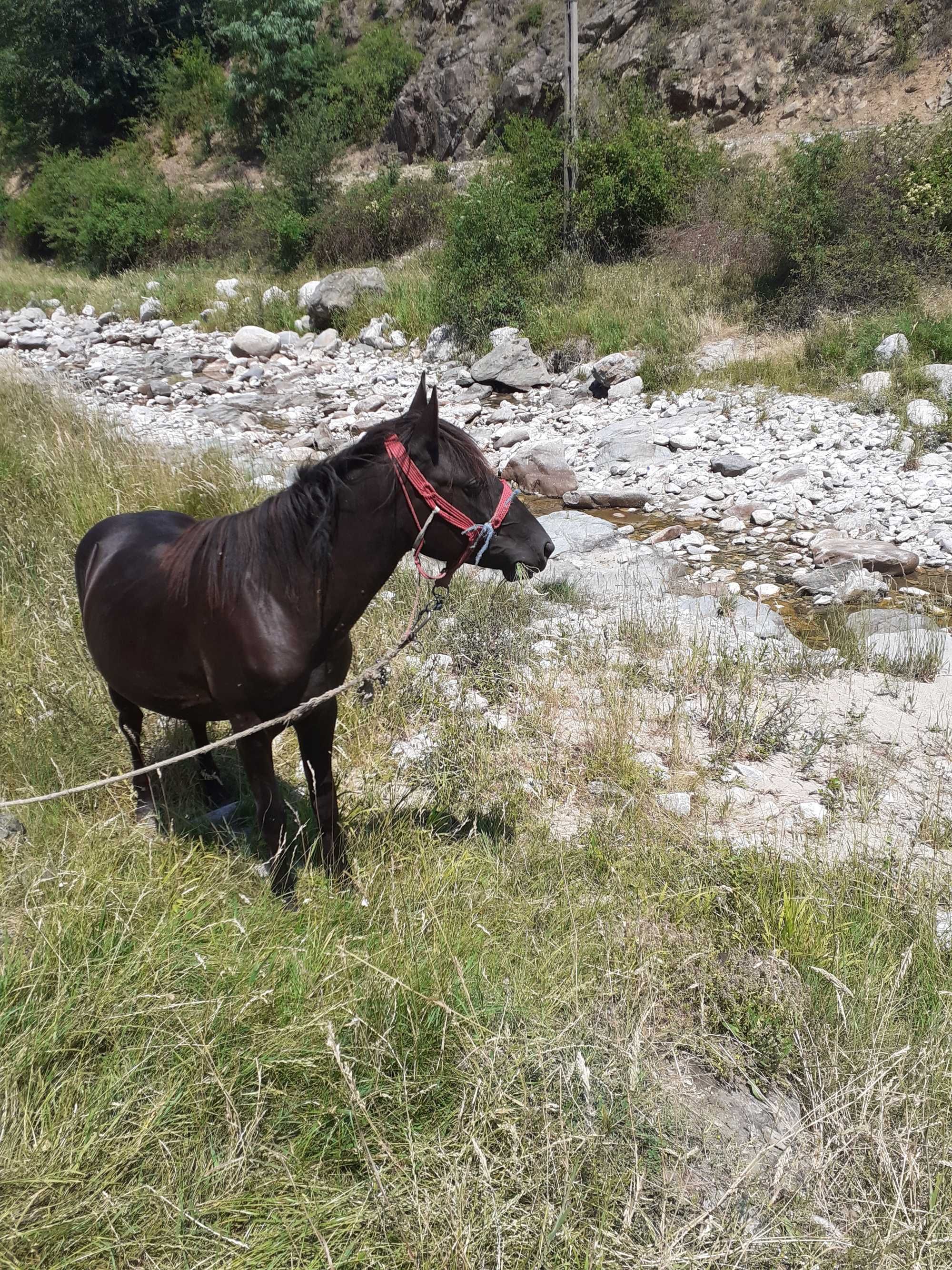 Mânză de 1 an jumate