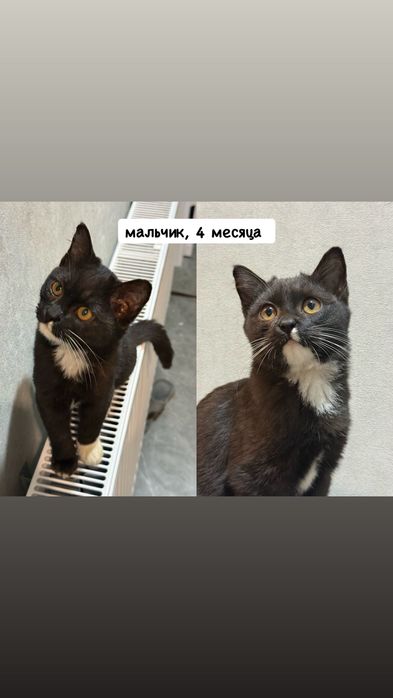 Котята, 4 месяца