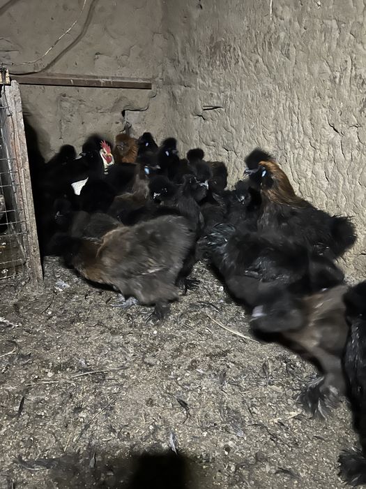 Vand pereche de Matase Japoneza