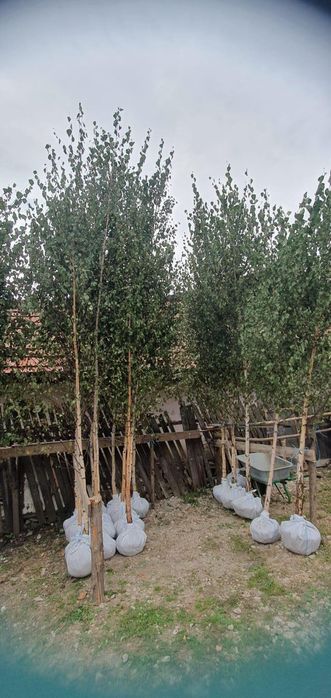 Mesteacăn leilandi laur englezesc