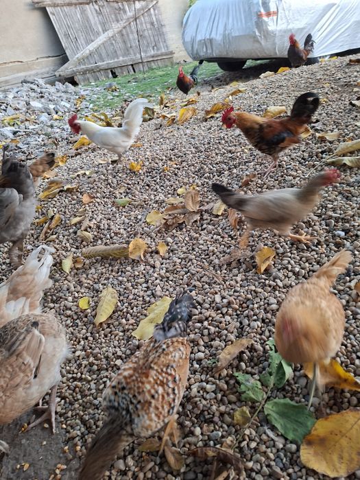 Vand 11 perechi de iopani