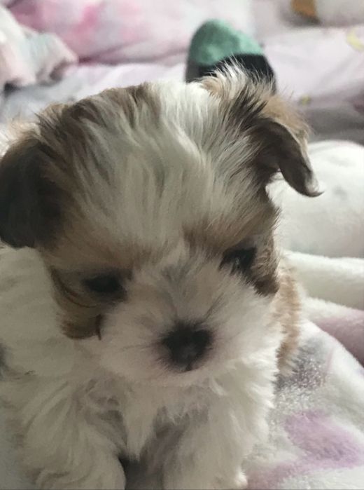 Bichon havanez 800 lei