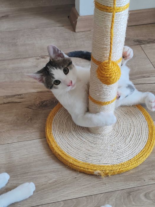 Motănei Superbi pt Adopție Responsabila!