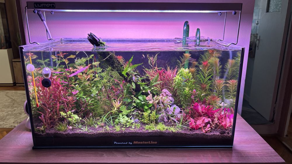 Amenajare acvarii , mententanta acvarii