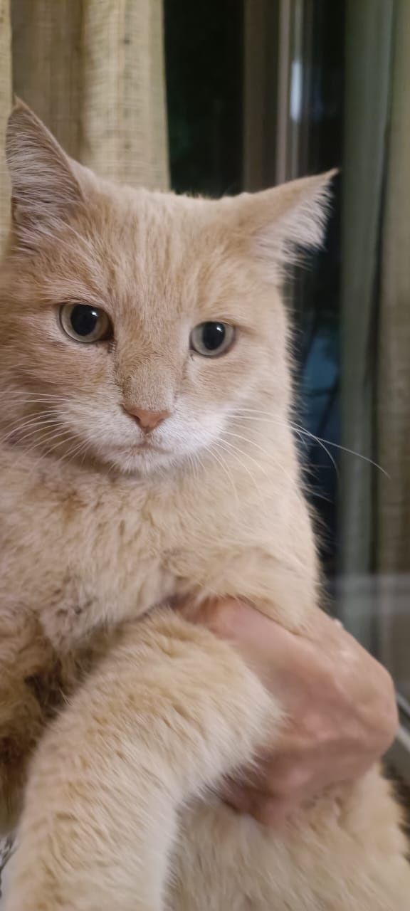 Рыжий котик ищет дом