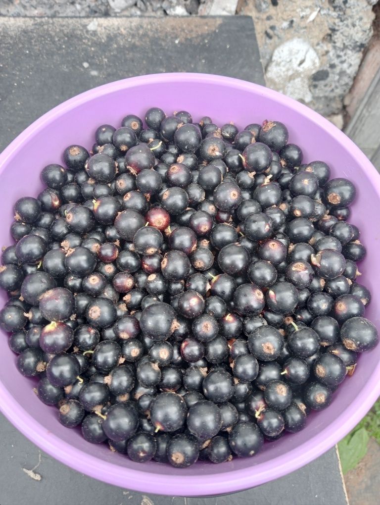 Продам чёрную смородину свежесобранную